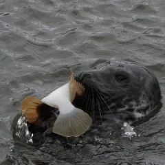 Grey Seal thumbnail 3