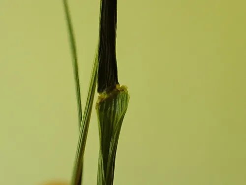 Persian Darnel