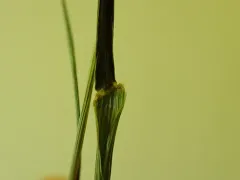 Persian Darnel thumbnail 1