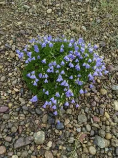 tussock bellflower thumbnail 2