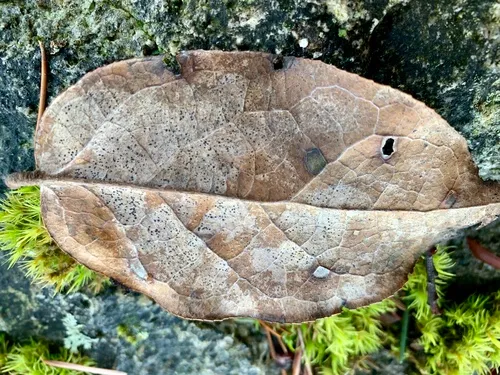 Coccomyces tumidus