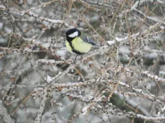 Great Tit thumbnail 4