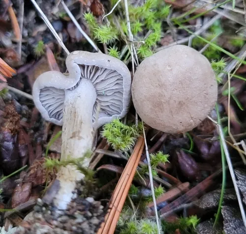 Rhodocybe tugrulii