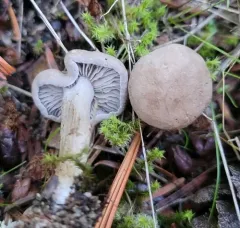 Rhodocybe tugrulii thumbnail 1