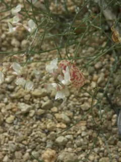Barren Milkvetch thumbnail 4