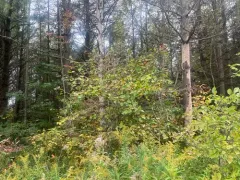 Crataegus magniflora thumbnail 2