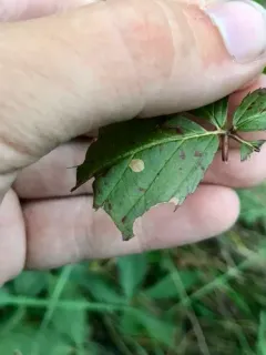 Coleophora cretaticostella thumbnail 1