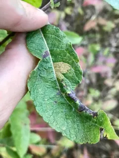 Coleophora salicivorella thumbnail 1
