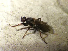 Copromyza neglecta thumbnail 2