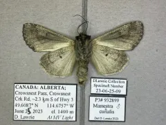 Scripted Arches Moth thumbnail 3