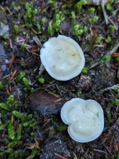 Tricholoma platyphyllum thumbnail 4