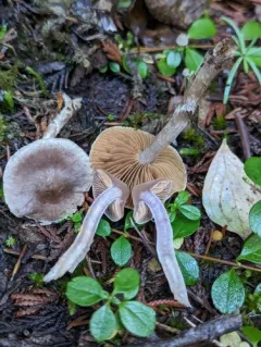 Cortinarius privignipallens thumbnail 1