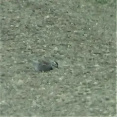 Thick-billed Longspur thumbnail 2