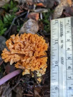 Ramaria aurantiisiccescens thumbnail 2