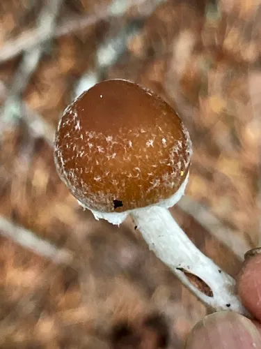 Psathyrella dondlii