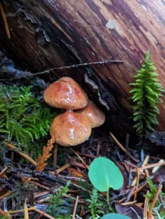 Chalciporus piperatoides thumbnail 2