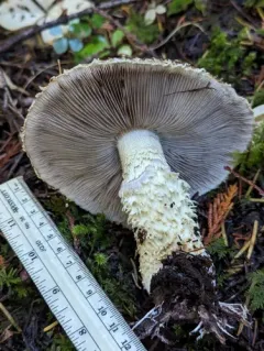 Stropharia scabella thumbnail 4