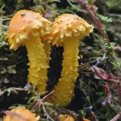flaming scalycap thumbnail 4