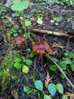 Cortinarius californicus thumbnail 3