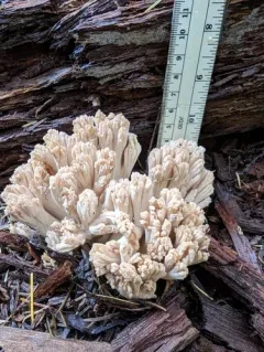 Ramaria acrisiccescens thumbnail 3