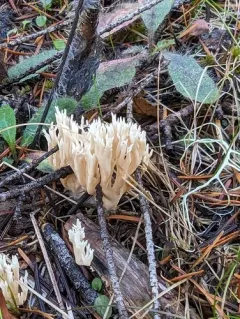 Lentaria pinicola thumbnail 3