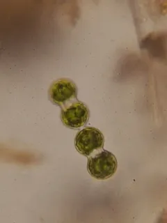 Cosmarium moniliforme thumbnail 3