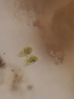 Staurodesmus dejectus thumbnail 2