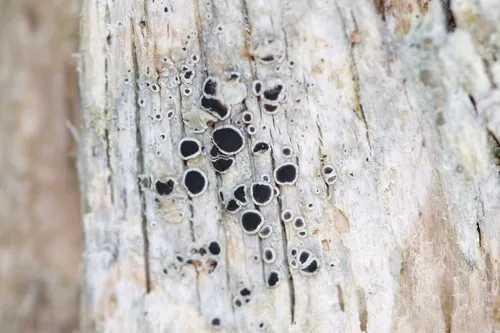 Black-eyed Rim Lichen