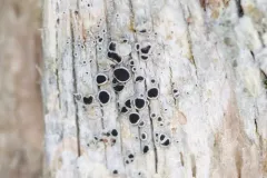 Black-eyed Rim Lichen thumbnail 1