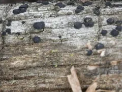 Patellaria atrata thumbnail 1