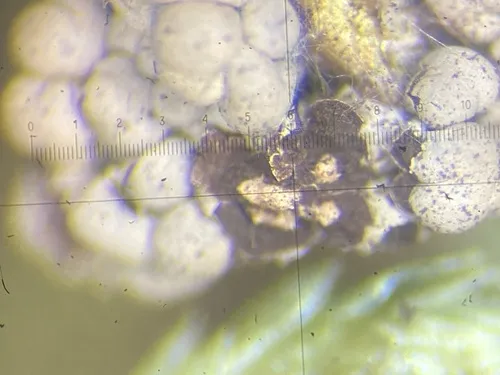 Diderma simplex