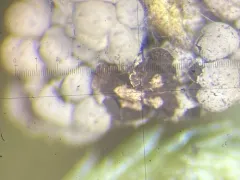 Diderma simplex thumbnail 1