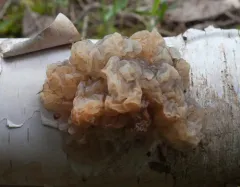 Exidia candida thumbnail 2