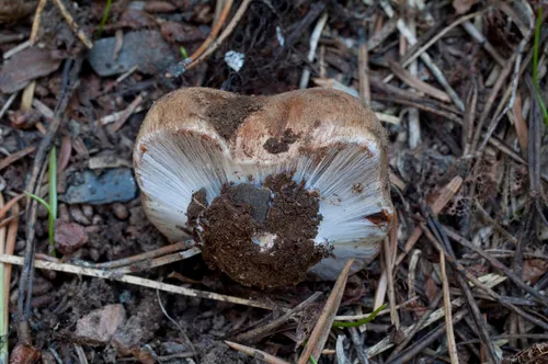 Calonarius bigelowii