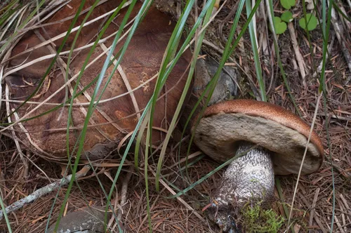 Leccinum fibrillosum
