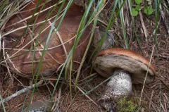 Leccinum fibrillosum thumbnail 1