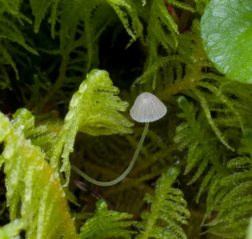 Mycena aciculata