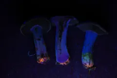 Cortinarius flavobasilis thumbnail 2