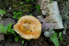 Russula veternosa thumbnail 1