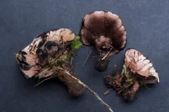 Hydnellum bomiense thumbnail 2
