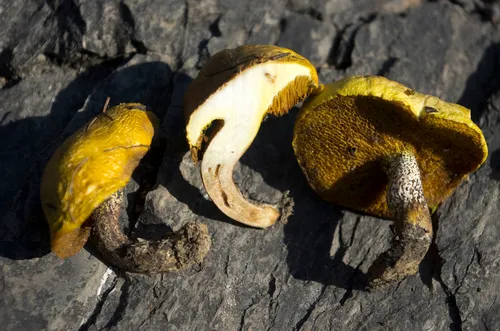 Suillus flavogranulatus