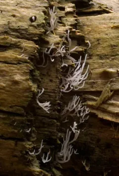 Lentaria albovinacea thumbnail 4