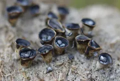Cyathus pygmaeus thumbnail 2
