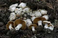 Cortinarius truckeensis thumbnail 4