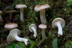 Hygrophorus secretanii thumbnail 1