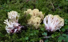 Ramaria rubiginosa thumbnail 4