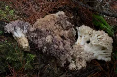 Ramaria coulterae thumbnail 2