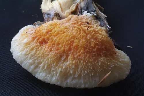 Tyromyces kmetii