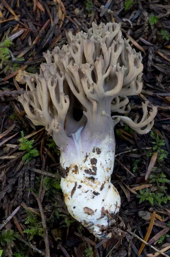 violet-banded coral fungus
