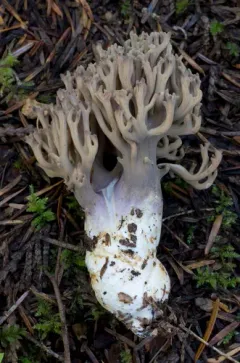 violet-banded coral fungus thumbnail 1